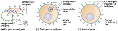Types of antigens: exogenous, endogenous, autoantigens