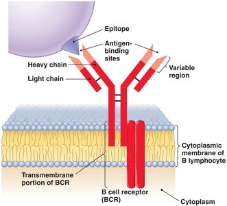 Structure of B cell receptor (BCR)