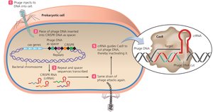 CRISPR-Cas system protects prokaryotes from viral infection