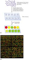DNA microarray process and results