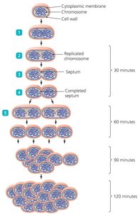 Binary fission process