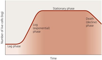 Bacterial growth curve