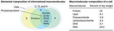 Cellular macromolecular composition