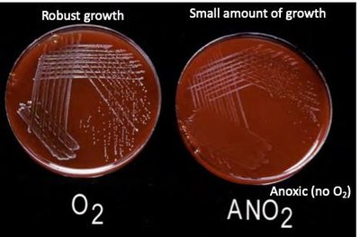 Growth on plates with and without oxygen