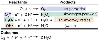 Oxygen radical reactions