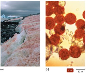 Microbial adaptation to cold environments