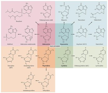Nucleosides and their antimicrobial analogs
