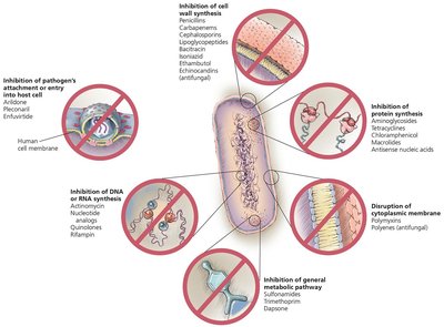 Mechanisms of action of microbial drugs