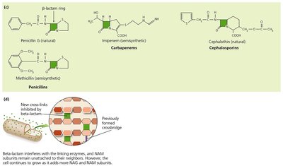 Beta-lactam ring structures and inhibition of cell wall synthesis