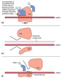 Mechanisms by which antimicrobials target prokaryotic ribosomes