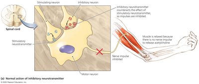 Normal action of inhibitory neurotransmitter at neuromuscular junction