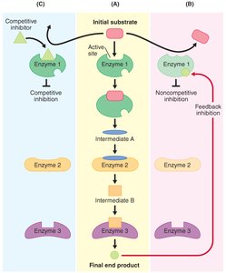 Metabolic pathway regulation including feedback and allosteric inhibition