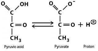Detailed steps of glycolysis