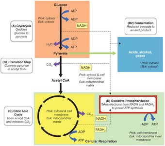 Diagram of the citric acid cycle