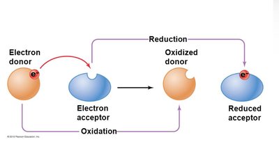 Diagram of oxidation and reduction reactions
