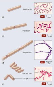 Arrangements of bacilli
