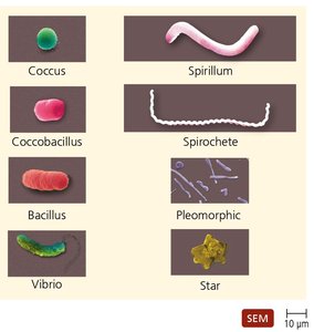 Typical prokaryotic morphologies