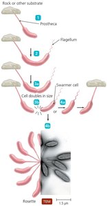 Growth and reproduction of Caulobacter
