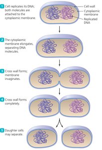 Binary fission in prokaryotes