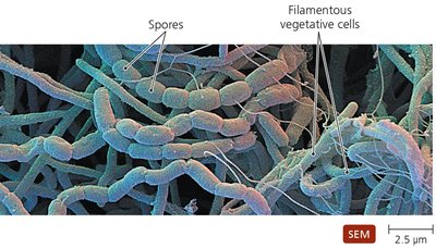 Spores of actinomycetes