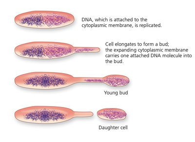 Budding in prokaryotes