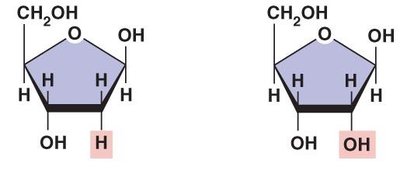 Comparison of deoxyribose and ribose sugars