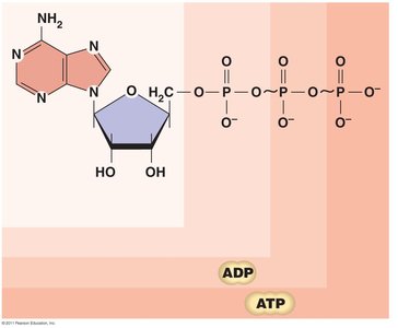 Structure of ATP, ADP, and AMP
