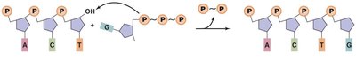 Addition of nucleotides during DNA replication