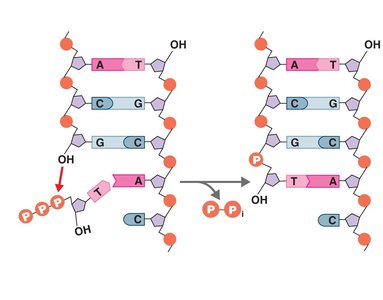 Antiparallel arrangement and synthesis direction in DNA replication
