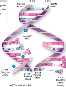 Summary of DNA replication fork events