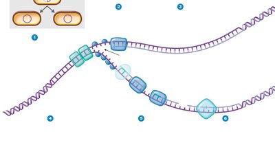 Detailed steps of DNA replication at the fork