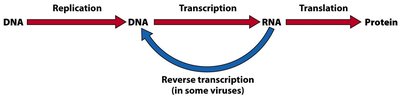 Diagram of the central dogma: DNA replication, transcription, translation, and reverse transcription