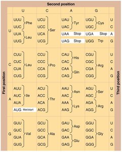 Diagram of the genetic code and translation