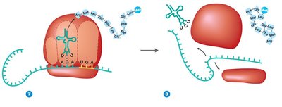 Termination of translation and release of the new protein
