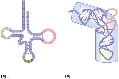 2D and 3D structure of tRNA with anticodon and amino acid attachment site