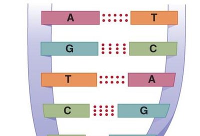Detailed structure of adenine and thymine nucleotides with phosphodiester bonds