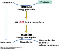 Metabolism summary diagram showing catabolism and anabolism