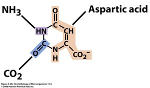 Aspartic acid structure