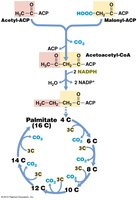 Fatty acid biosynthesis pathway