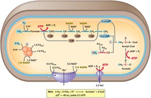 Acetogenesis pathway in Acetobacterium woodii