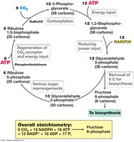 Calvin-Benson cycle diagram