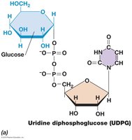 Structure of UDP-glucose