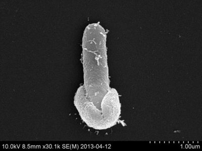 Scanning electron micrograph of Bacillus licheniformis emerging from its endospore shell