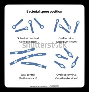 Diagram of different types of bacterial spore positions