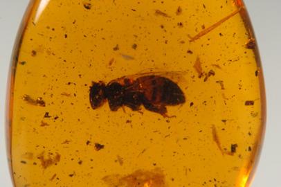 Bee embedded in amber, illustrating ancient preservation of endospores