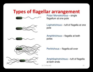 Diagram showing types of flagellar arrangement