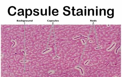 Microscopic image labeled for capsule staining: background, capsules, rods