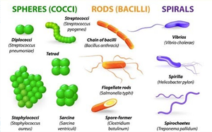 Bacterial cell morphologies: cocci, bacilli, spirals