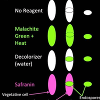 Endospore staining steps