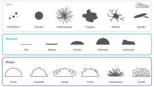 Colony morphology: shape, margin, elevation